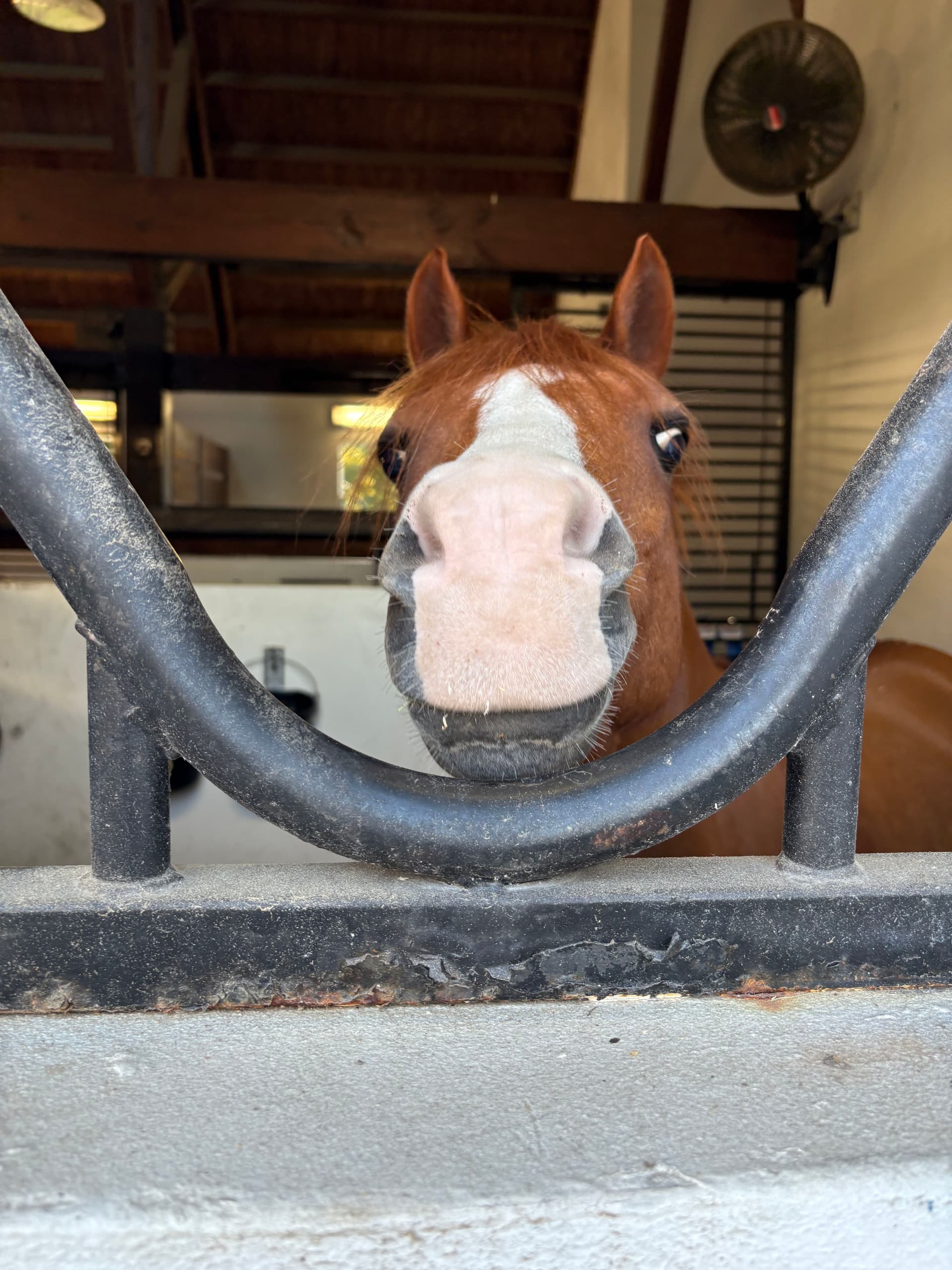 Gallery photos for Brightening Wellington's Views with Sparkling Clean Windows: Image #4