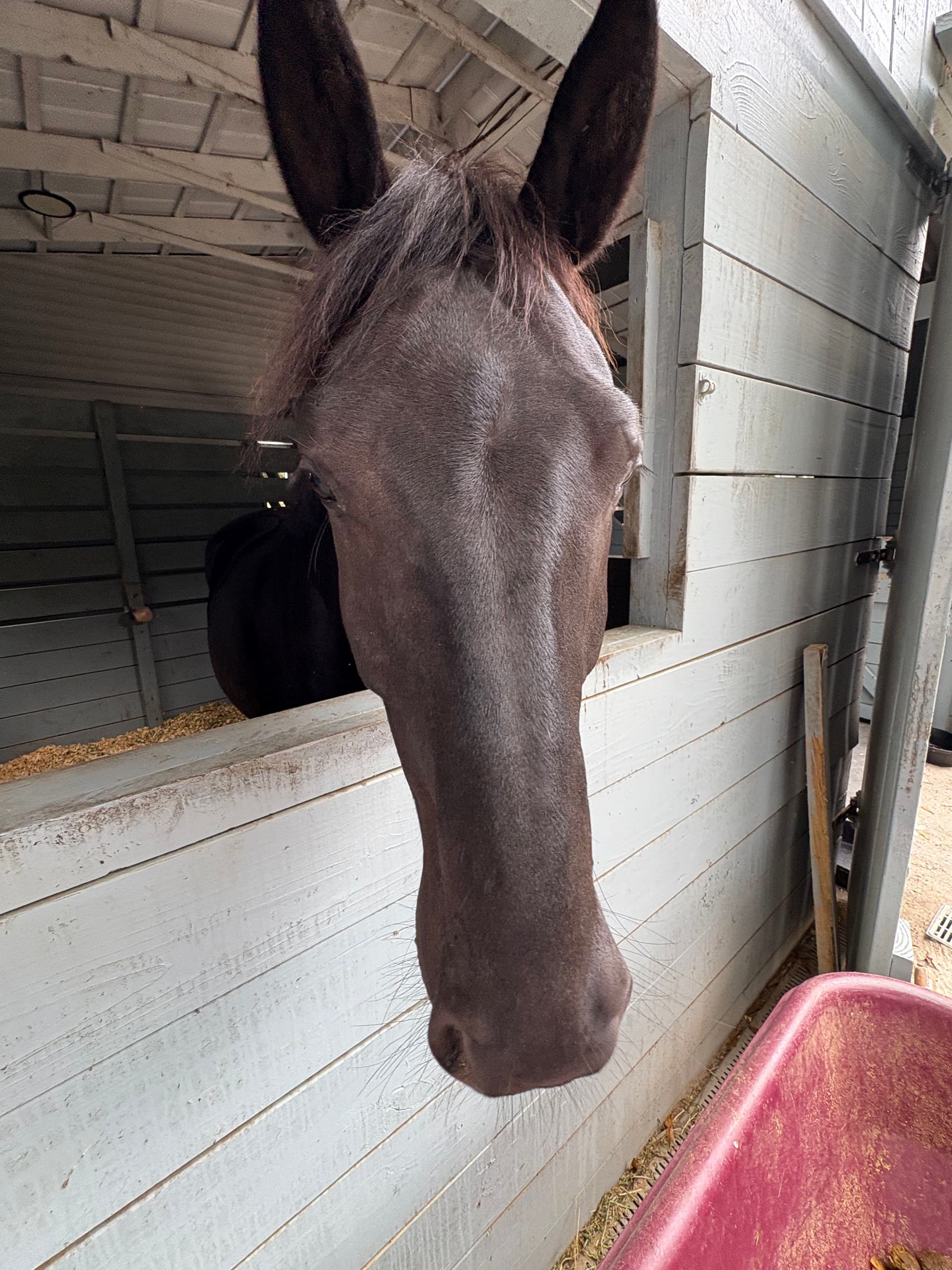 Gallery photos for Revamped Equestrian Riding Area: Image #2